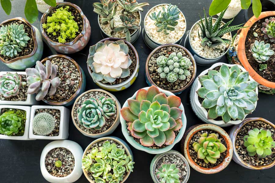 Không gian trải nghiệm thị giác gắn với sen